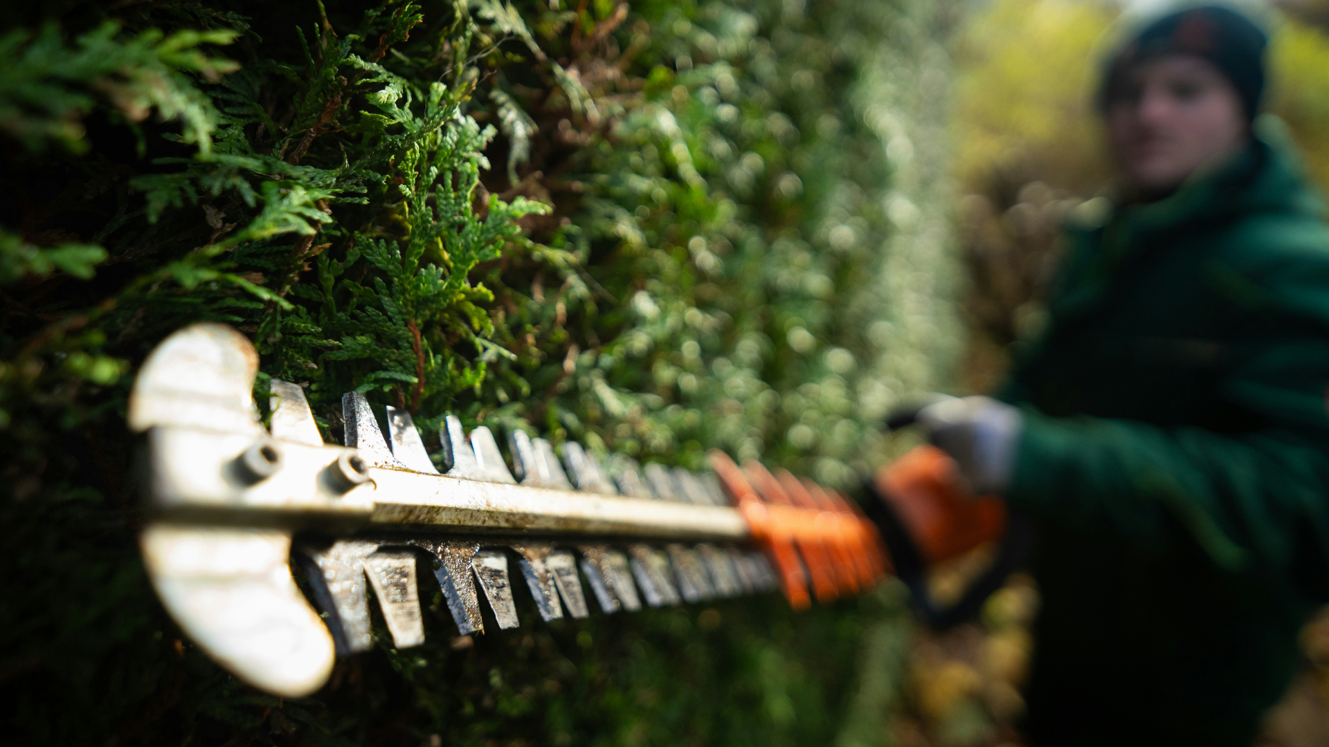 Hecke wird geschnitten mit Kettensäge