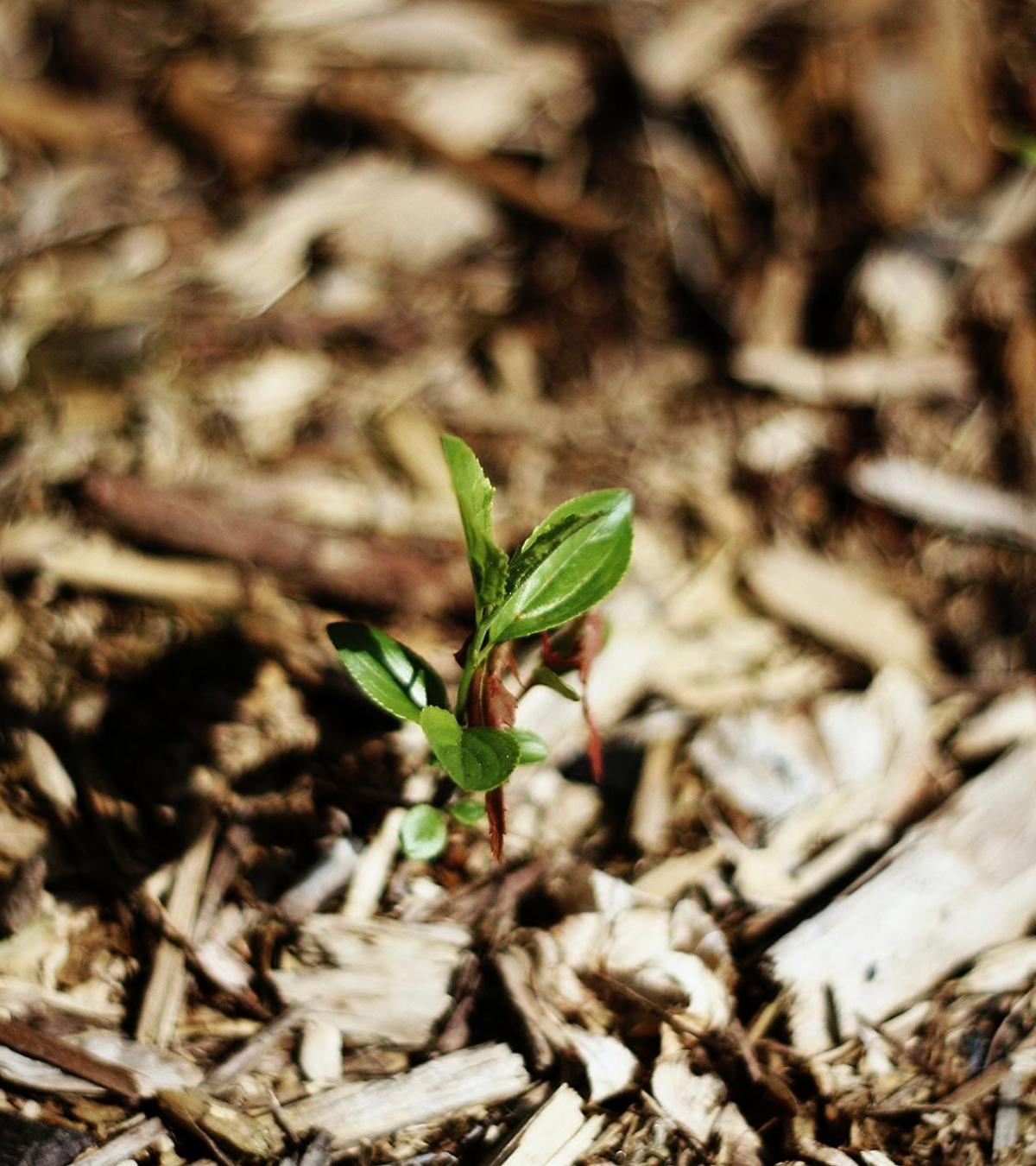 Rindermulch