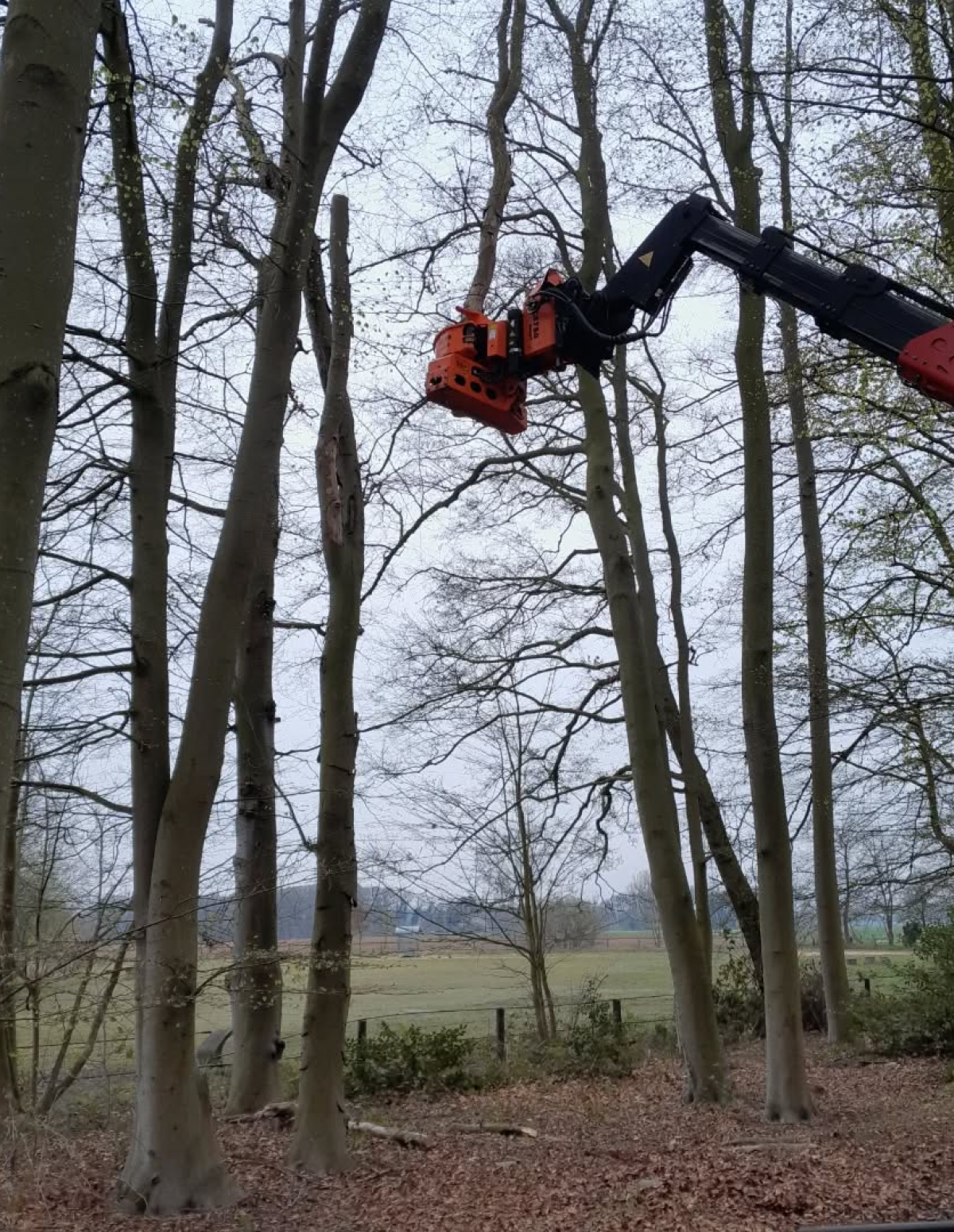 Mann im Krahn schneidet Äste im Baum